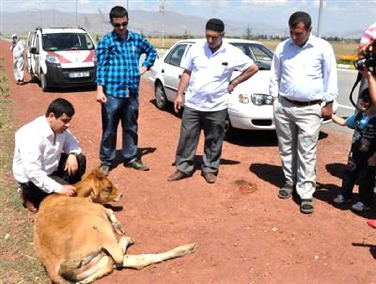 Polisten İnek Operasyonu
