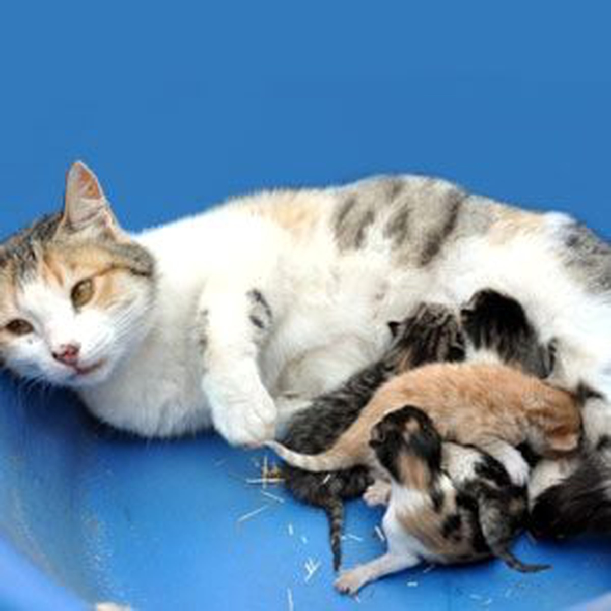Yapışık Dördüz Kedi Yavruları Görenleri Şaşırtıyor