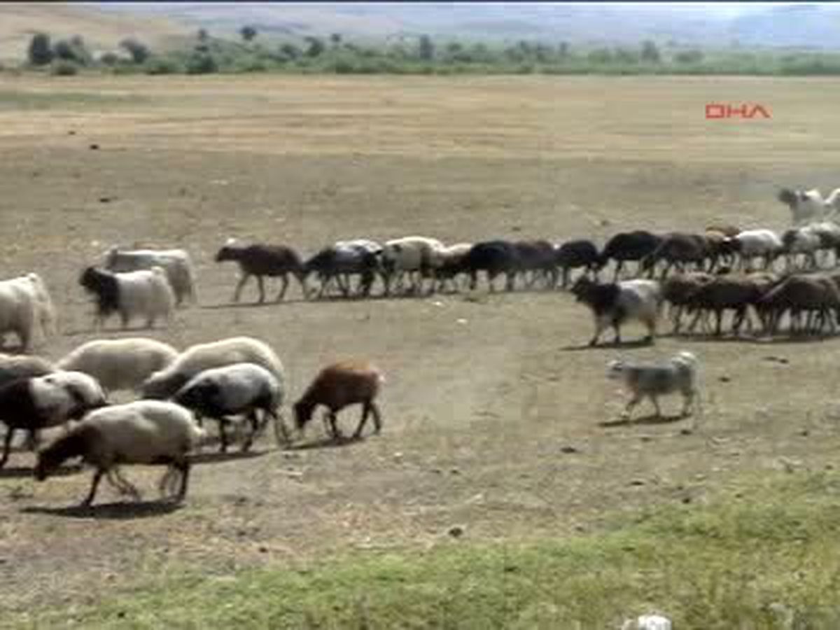 Hayvanlar Su İçin 5 Kilometre Yürüyor
