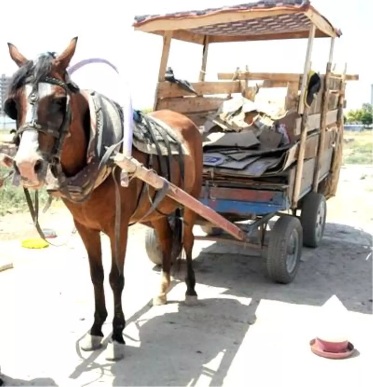 Ürkerek Çocuğu Ezen At \'Asli Kusurlu\' Bulundu, Sabihine Beraat