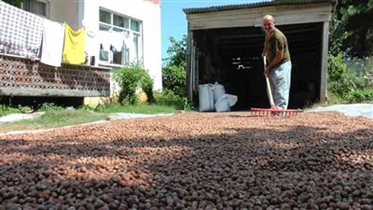 Düzce\'de Fındık Harmana İndi