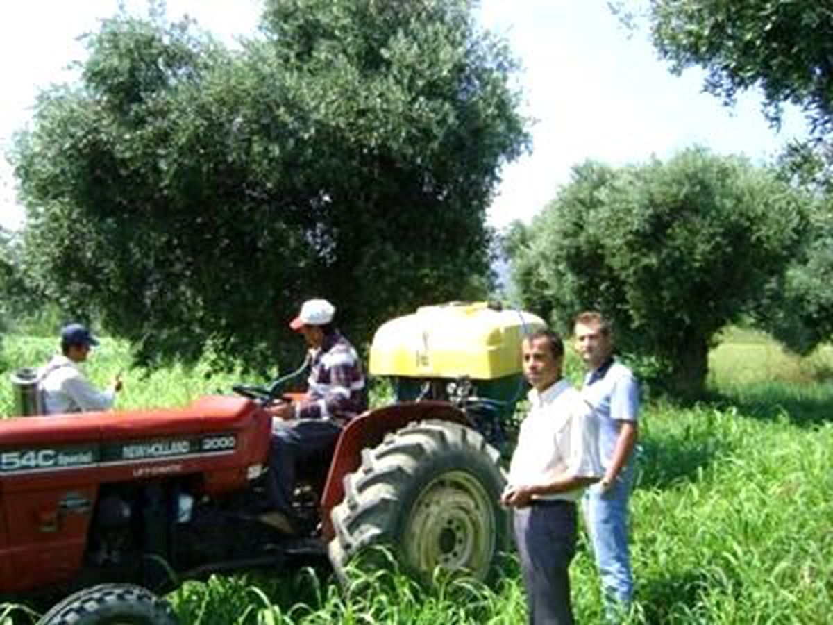 Gökçeada'da Zeytin Sineği Mücadelesi