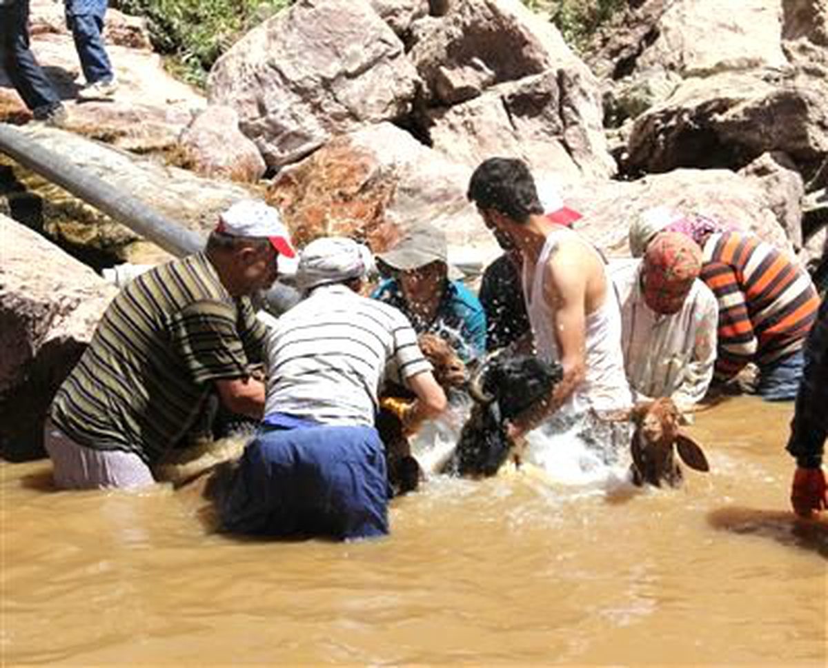 Hakkari\'de Kuzu Kırpma Şenliği