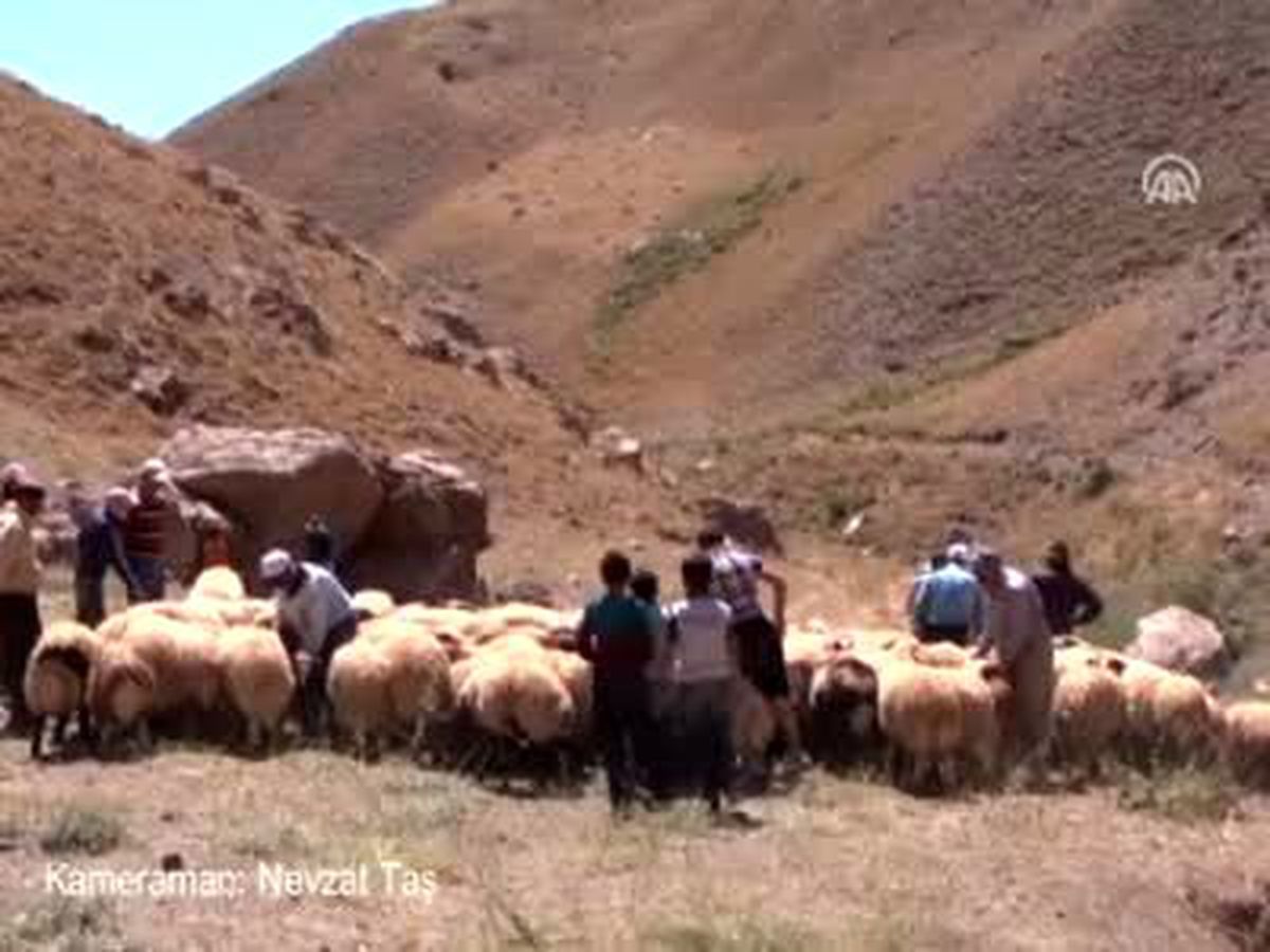 Hakkari\'de Kuzu Kırpma Şenliği