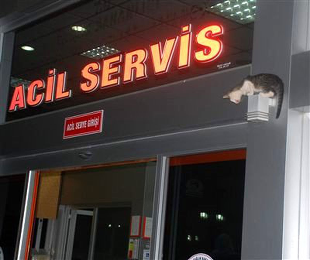 Kapı Üzerinde Mahsur Kalan Yavru Kediye Güvenlik Yardımı
