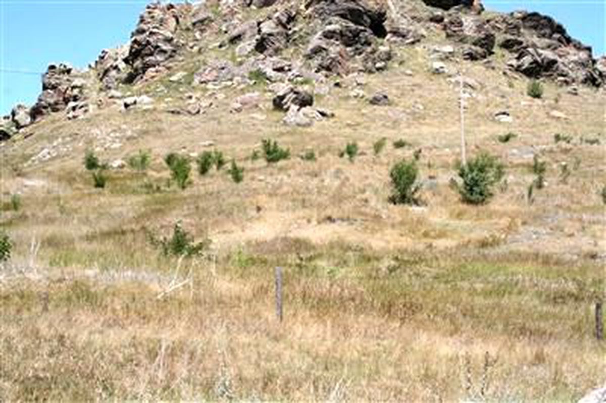 Paşaçayır Mahallesi\'nde Ormanlık Alanda Hayvan Otlatılıyor