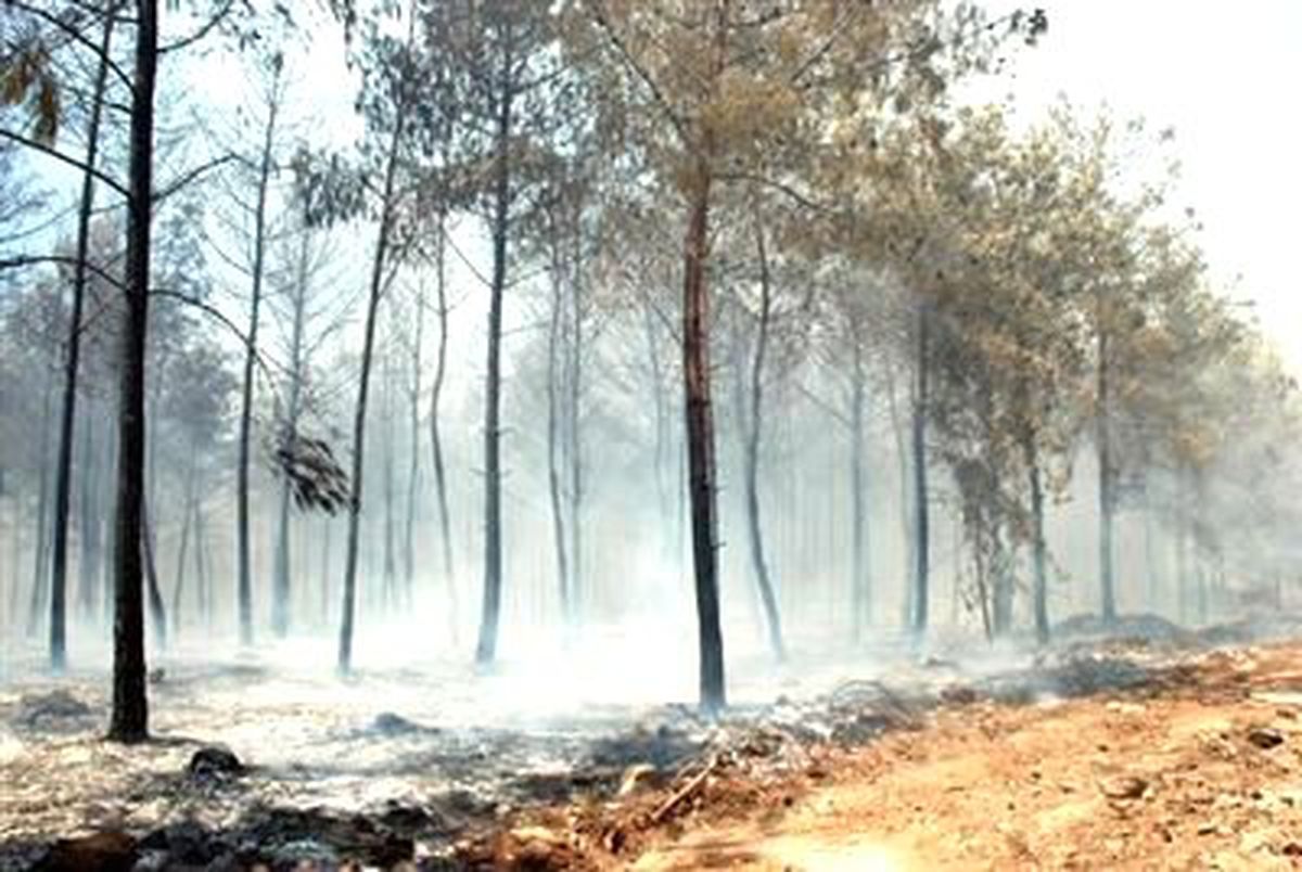 Sumbas\'ta Orman Yangını; 2 İşçi Zenirlendi