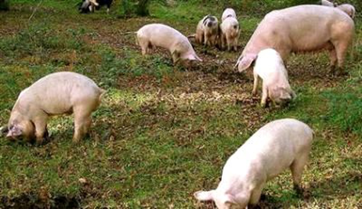Yamyam Anne Çocuklarını Pişirip Yedi