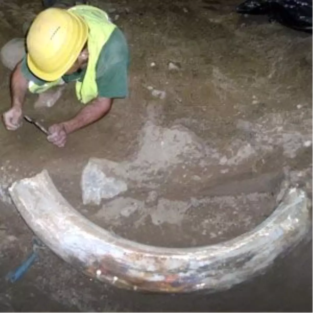 Almanya -10 Bin Yaşında Mamut Dişi Bulundu