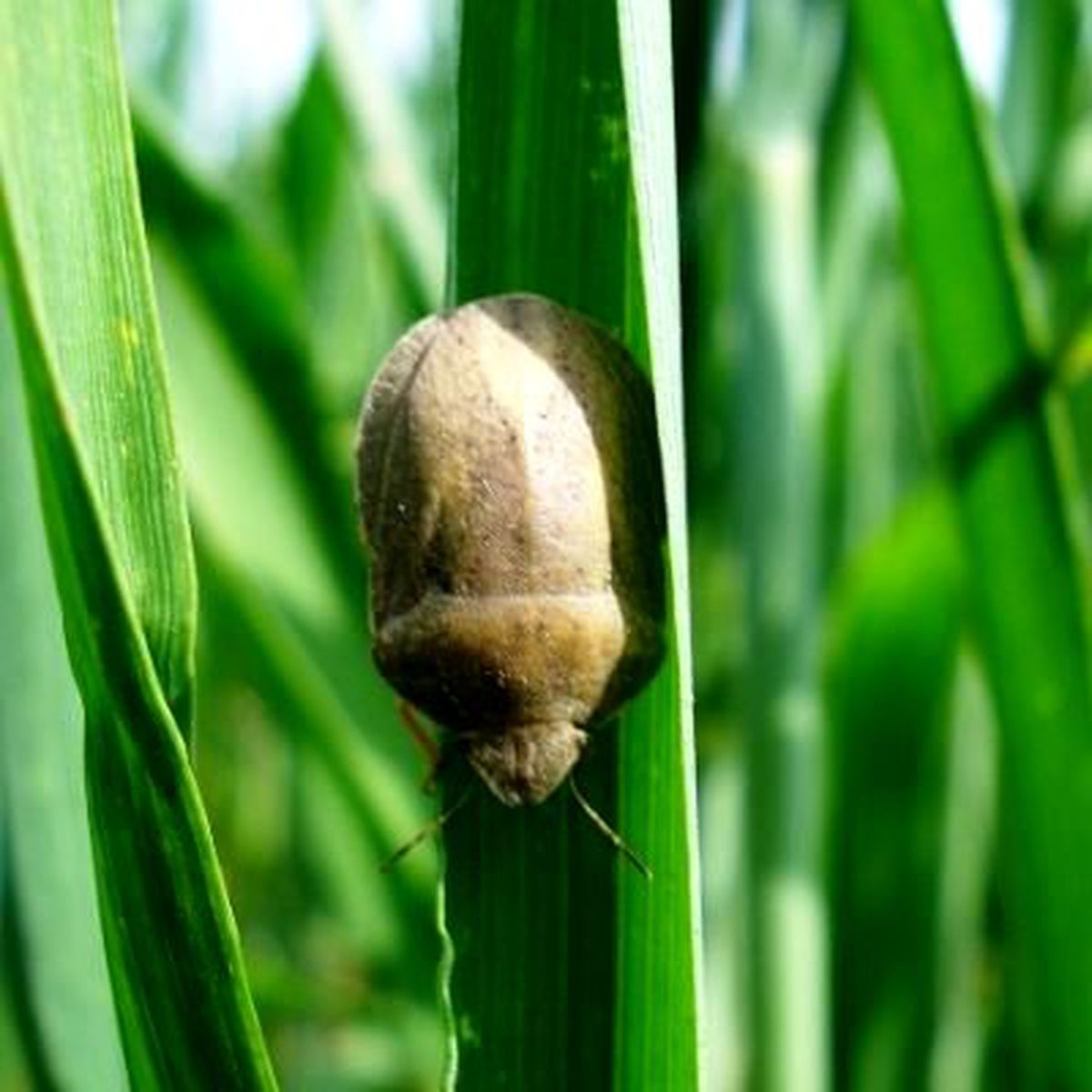 Anadolu'nun Bitmeyen Mücadelesi 'Süne'