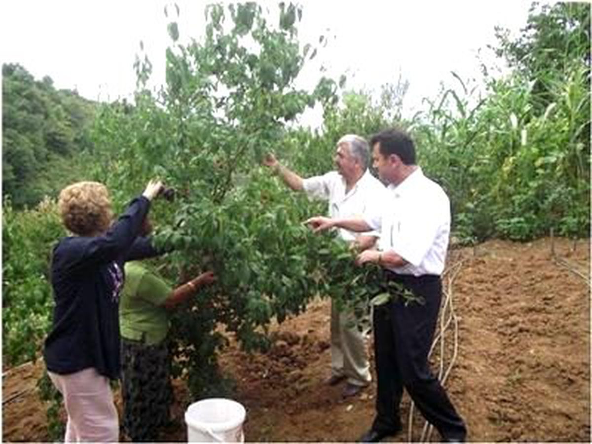 Karadeniz Bölgesi\'nin İlk ve Tek Kızılcık Bahçesinde Hasat Başladı