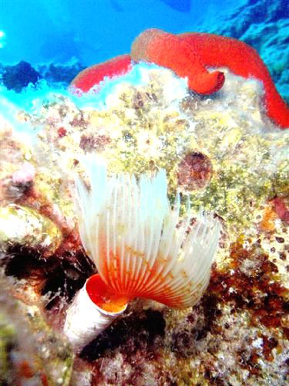 Marmaris\'te Deniz Altındaki Cennet