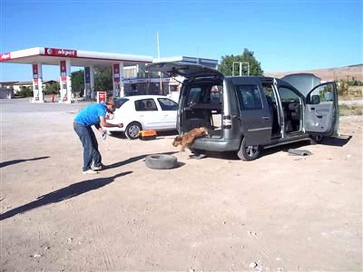 Narkotik Köpeği \'Leydi\' İş Başında
