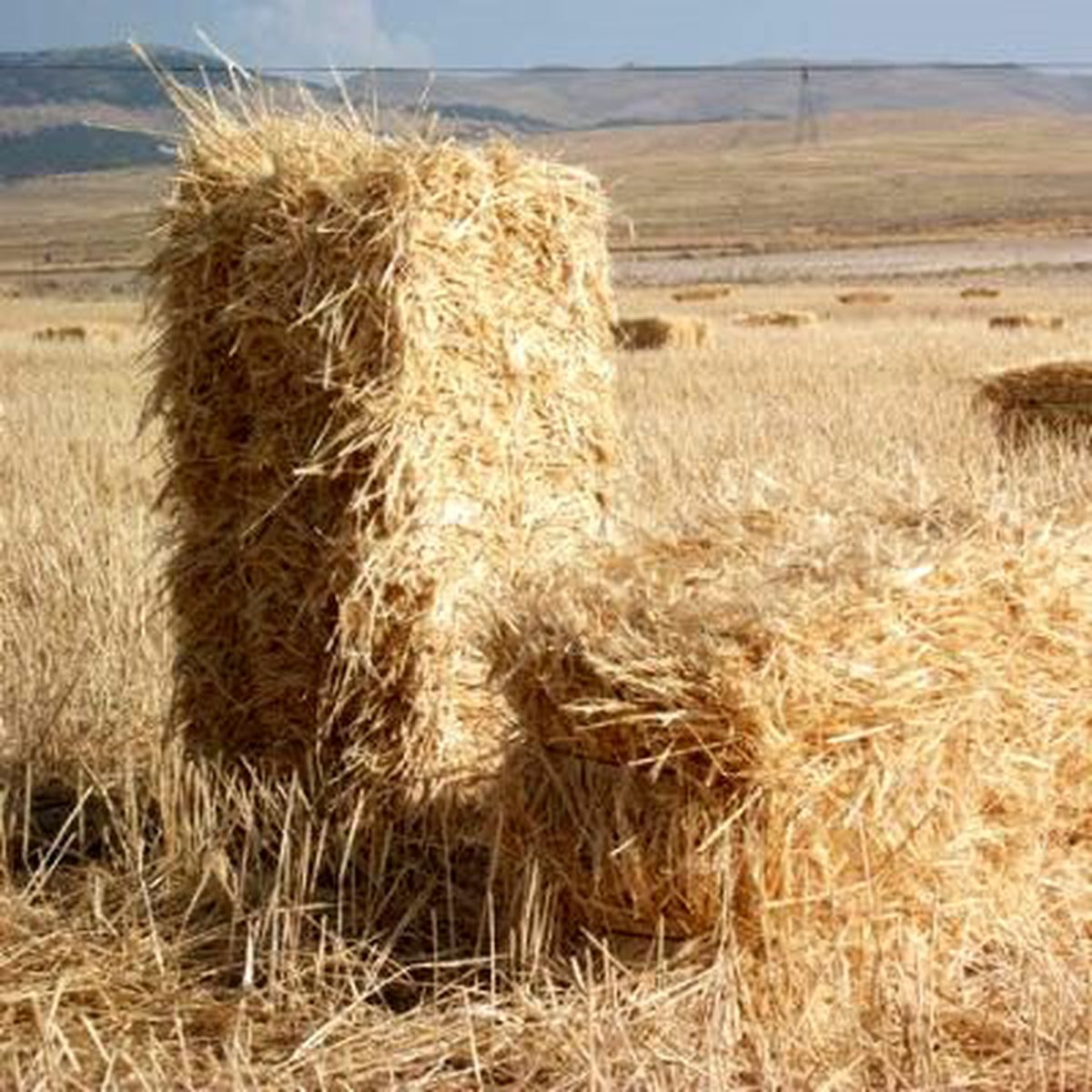 Sap ve Samanda İthalat Yolu Açıldı