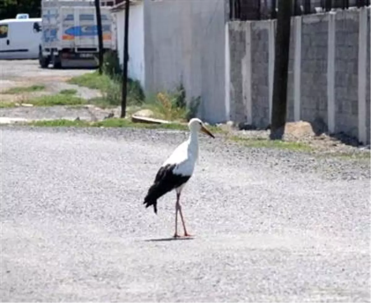 Yaralı Leylek Tedavi Altında