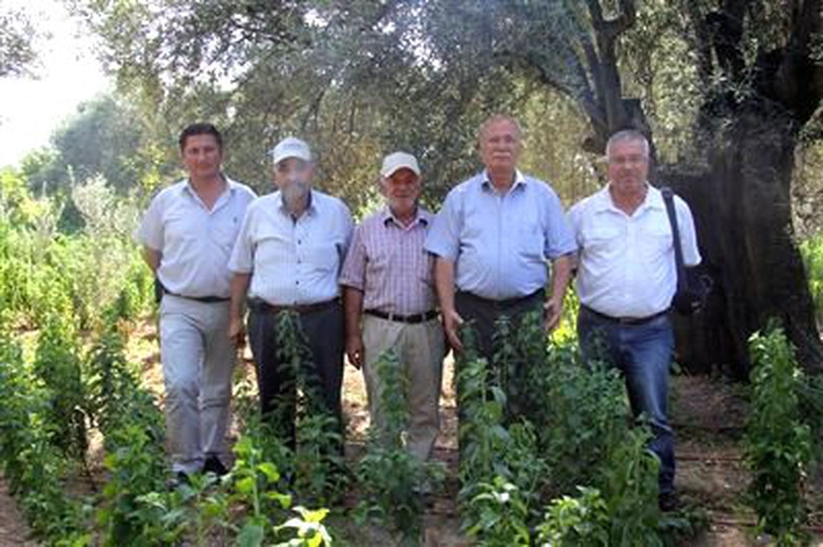 Burhaniye\'de Stevia Üretimine Başlandı