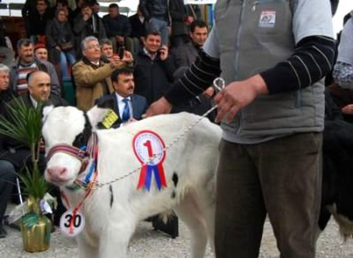 Buzağı Güzellik Yarışması