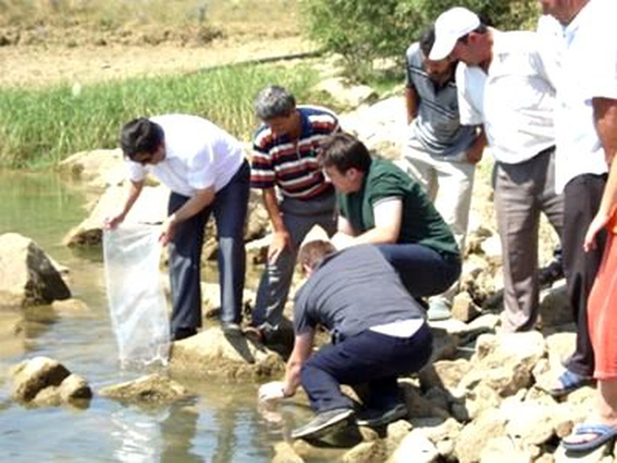Çankırı\'da Göletlere 117 Bin Yavru Sazan Bırakıldı