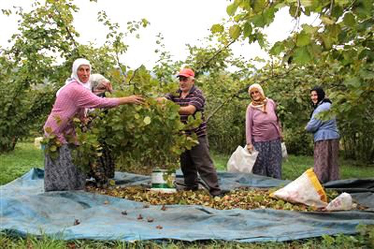 Fındık Üreticilerinde Destekleme Beklentisi
