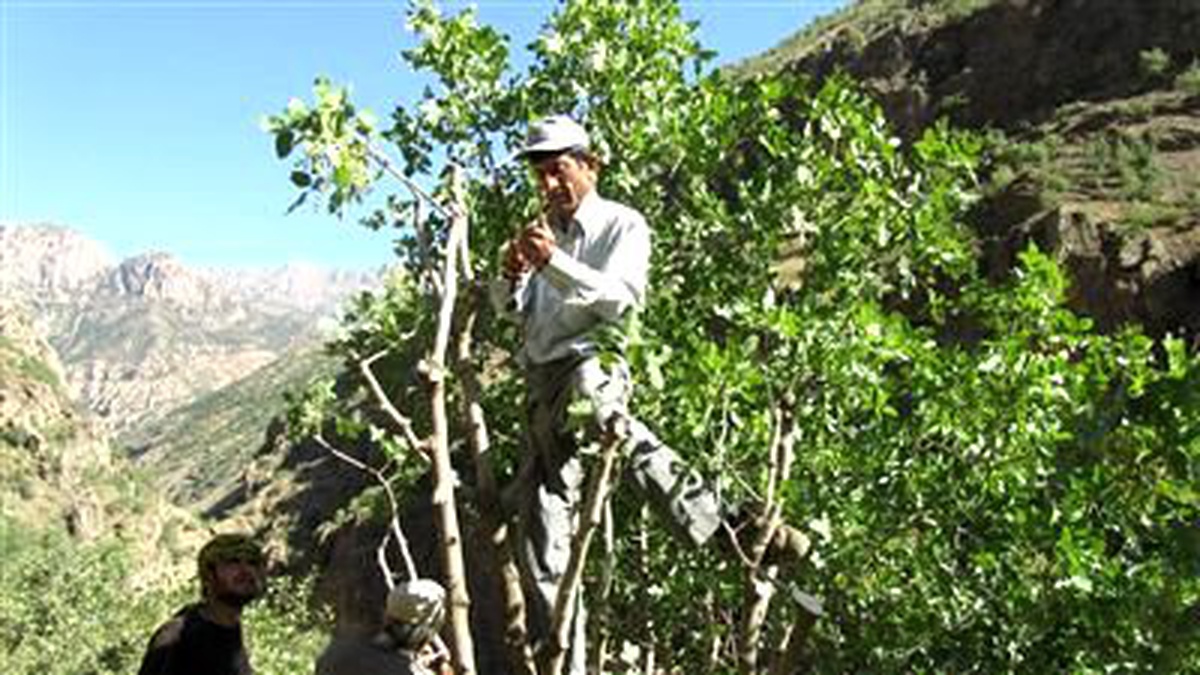 Hakkari\'de Menengiç Ağaçlarına Fıstık Aşılama Projesi