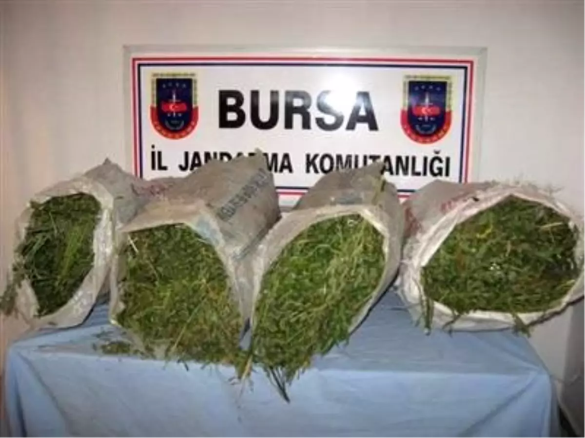 Jandarmadan Hint Keneviri Operasyonu