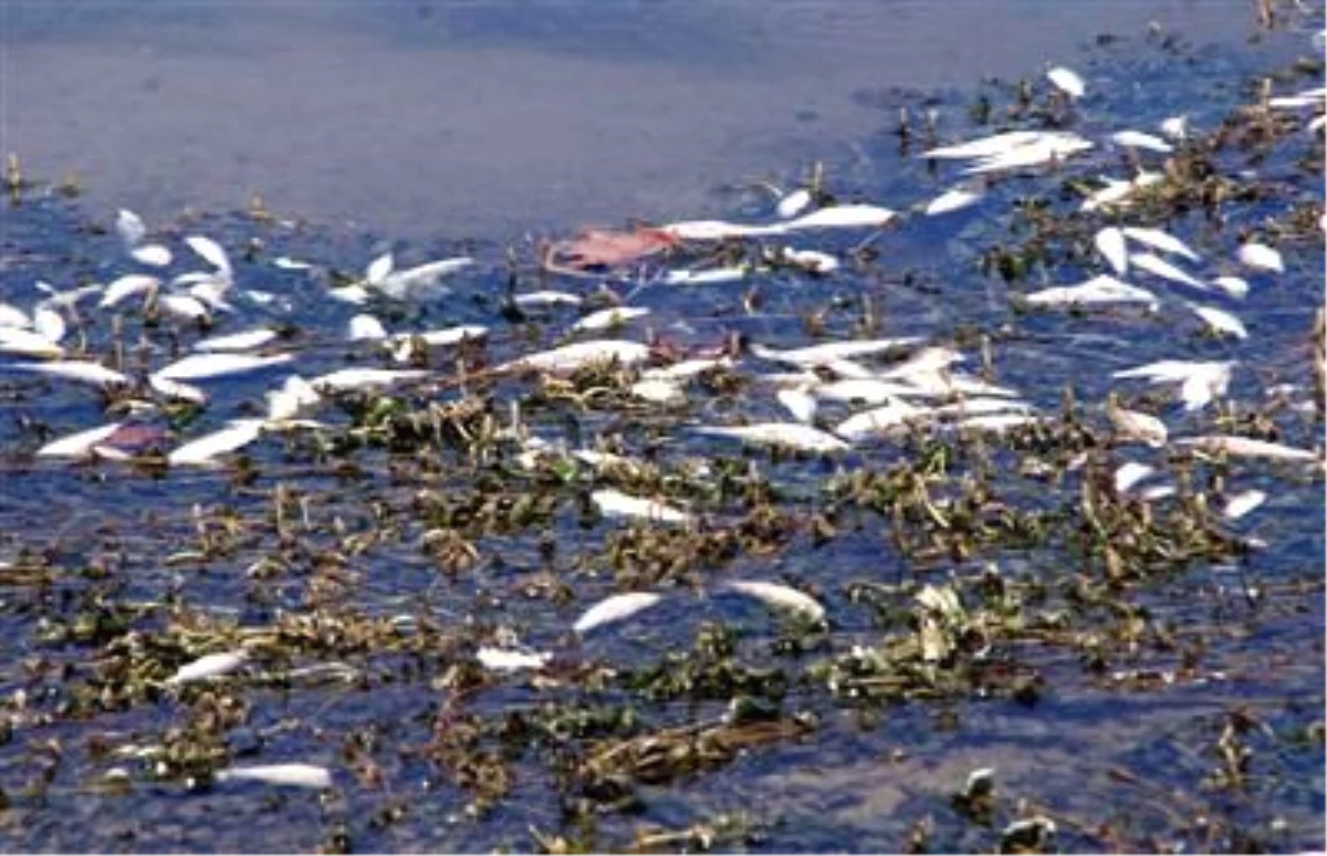 (Özel Haber) Sarıyar Barajı ve Gölü\'nde Toplu Balık Ölümleri