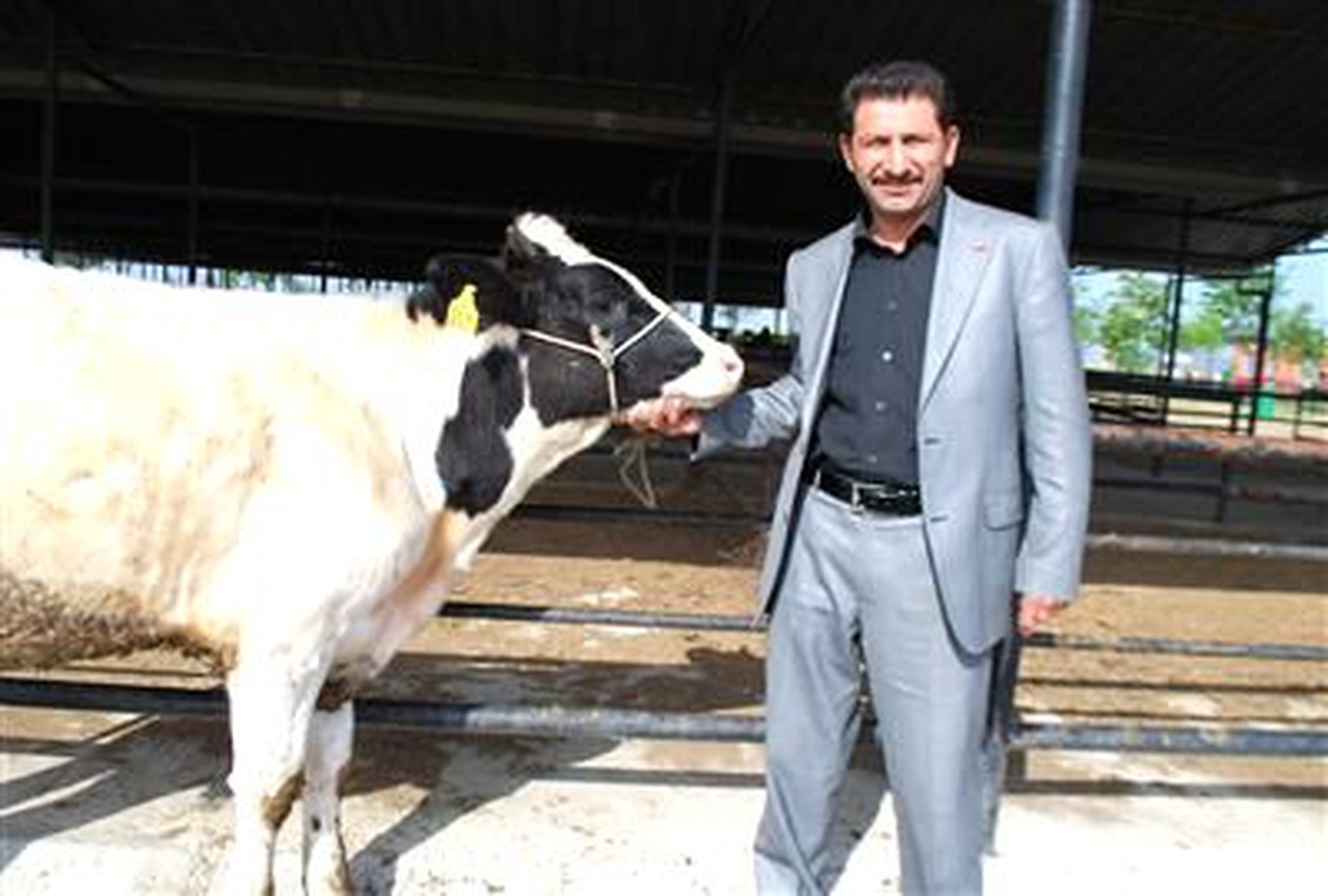 Şap Karantinası Kalktı Aydın Hayvan Pazar Açıldı