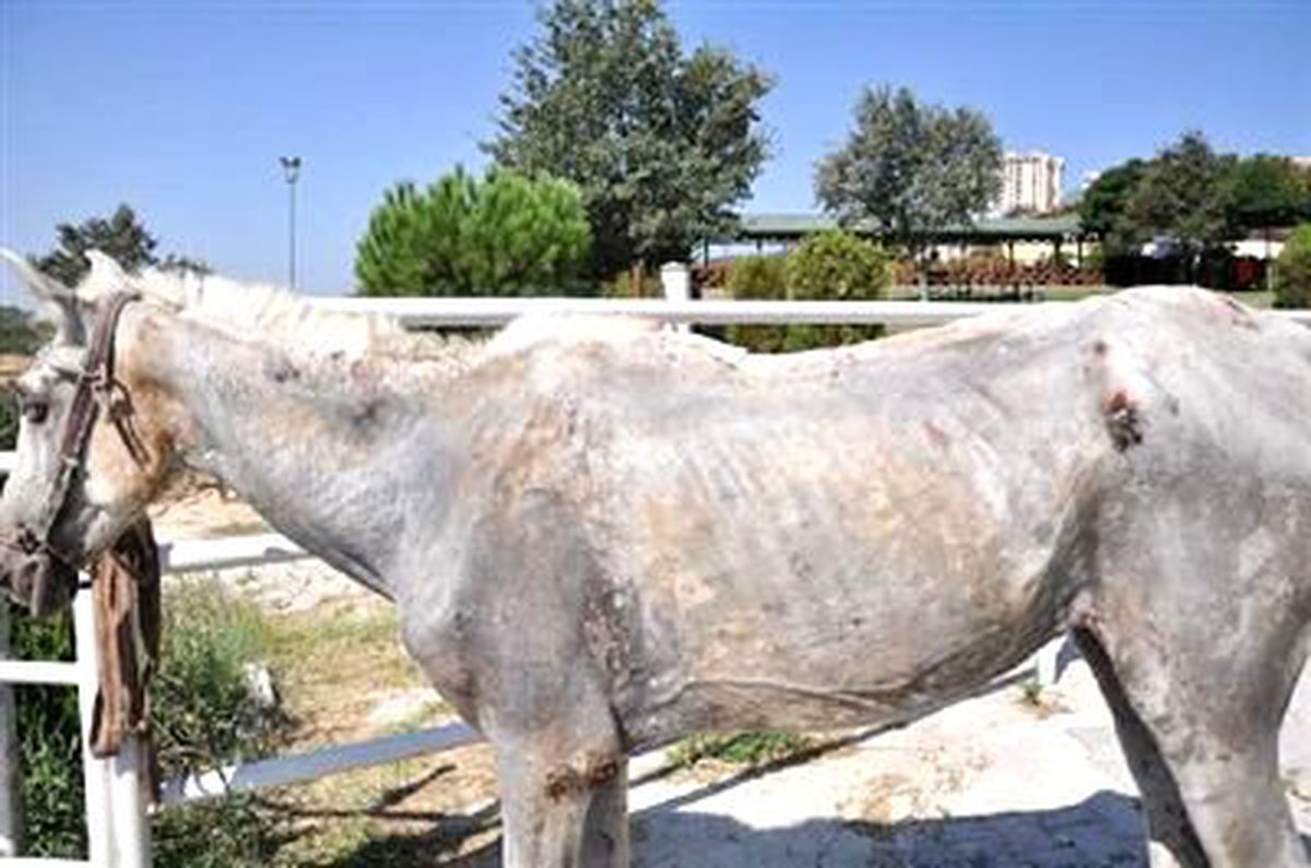 Yaralı At İçin Seferber Oldular