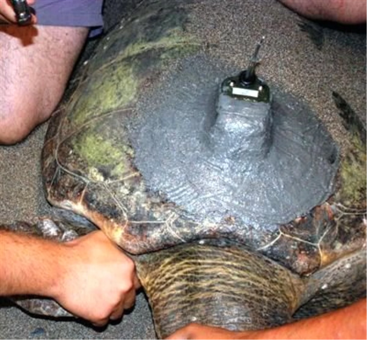 Deniz Kaplumbağaları Uydu İzleme Cihazı Takılarak Denize Bırakılacak