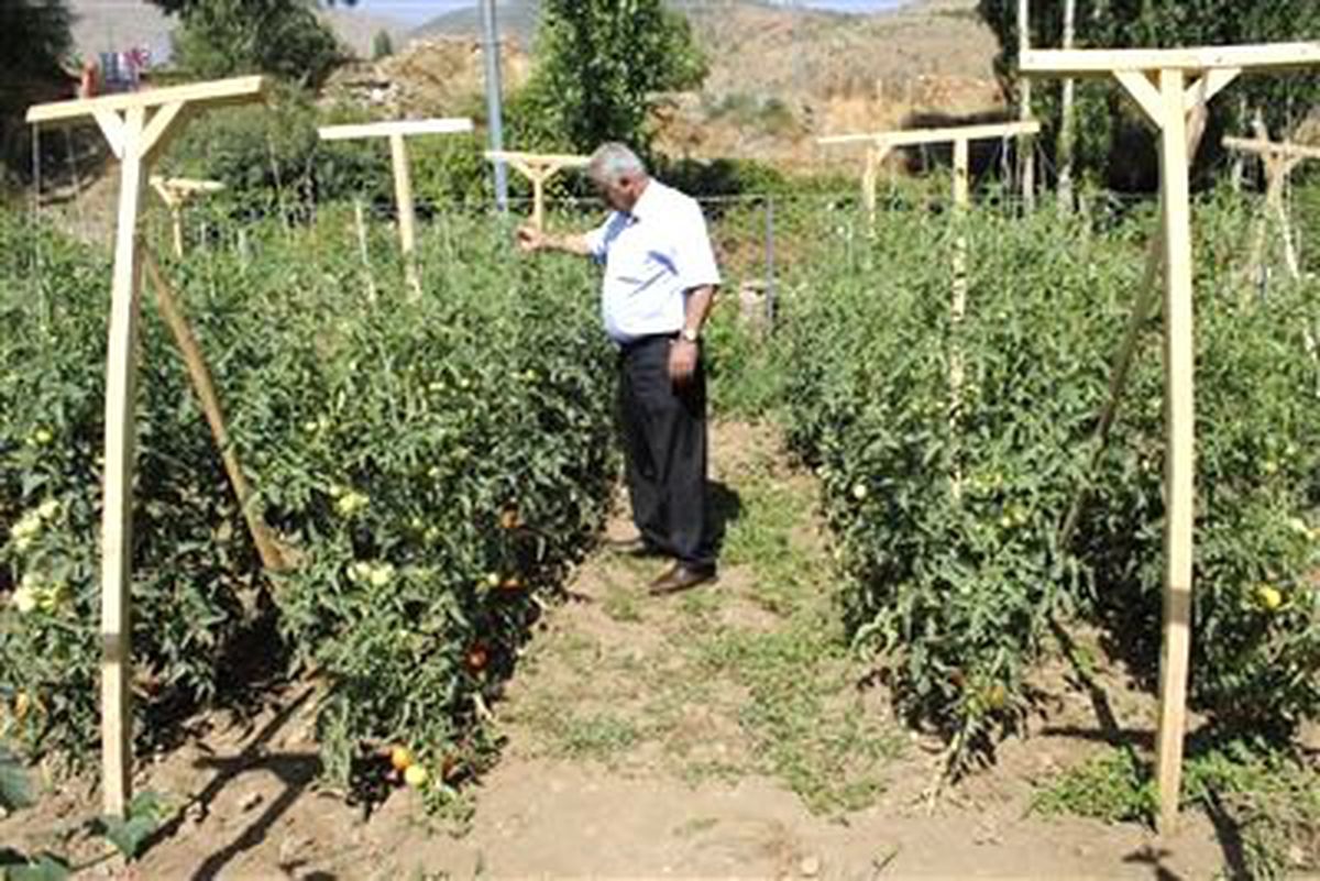 Hizan\'da İlk Kez Uygulanan \'Sırıkta Domates\'de Büyük Verim Alındı