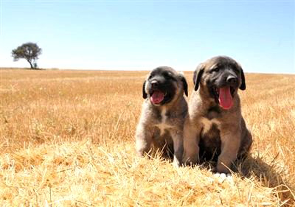 Safkan Kangal Köpeği 10 Bin Lira