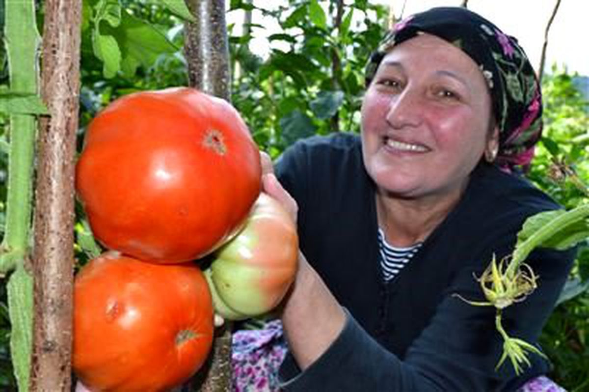 1 Kiloluk Dev Domatesler Şaşırtıyor