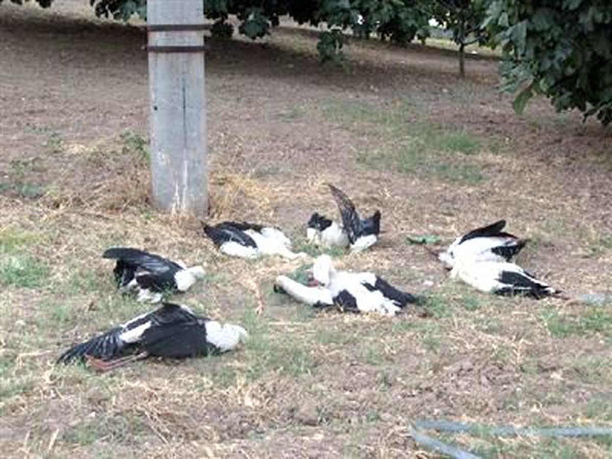 Avrupa\'dan Bursa\'ya Kadar Gelen Leylekler, Elektrik Tellerine Takılıp Telef Oldu