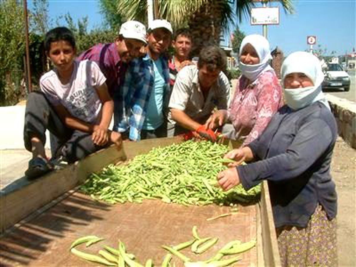 Gömeç\'te Bamya Fiyatı Düştü