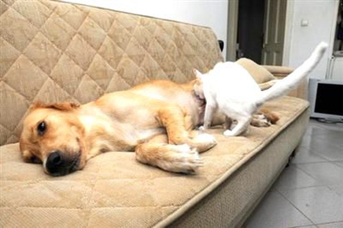 Köpek, Yavru Kediye Süt Anne Oldu