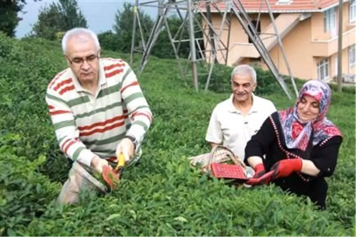 Vali Çakır Çay Hasatı Yaptı