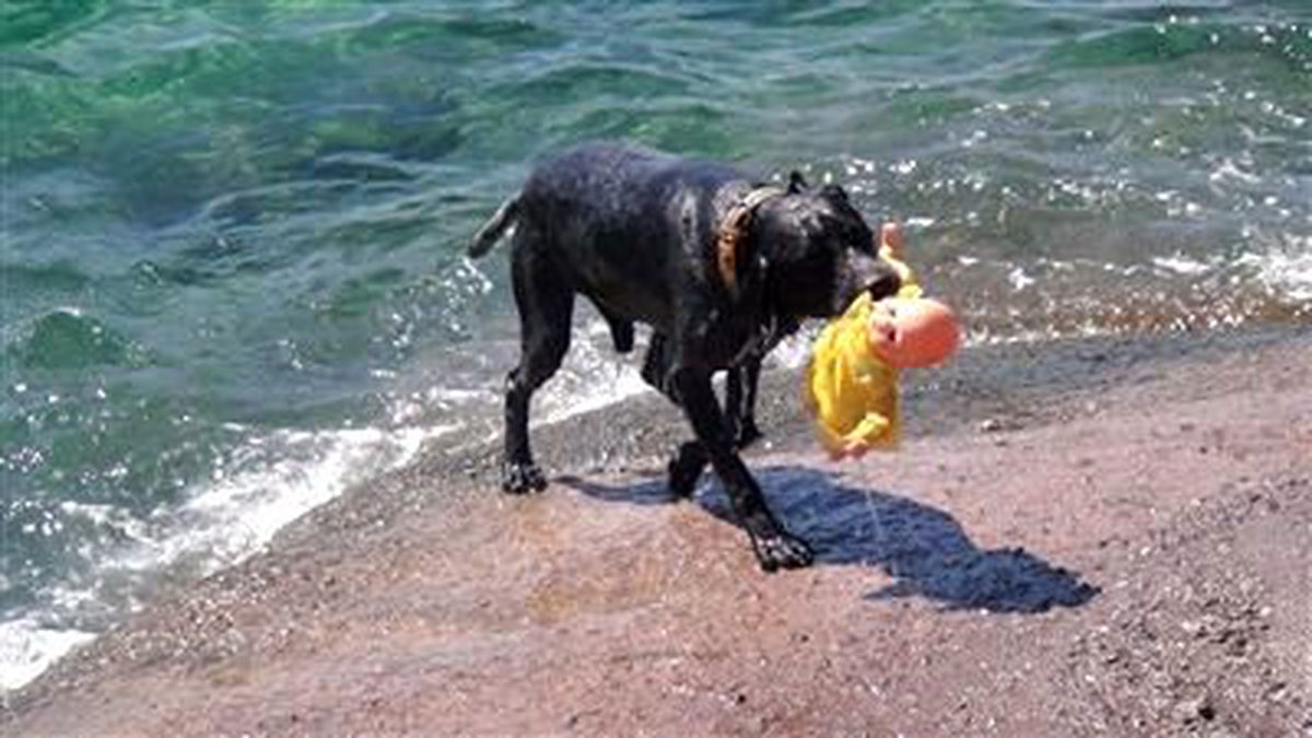 Van Gölü Sahilleri Cankurtaran Köpeklere Emanet