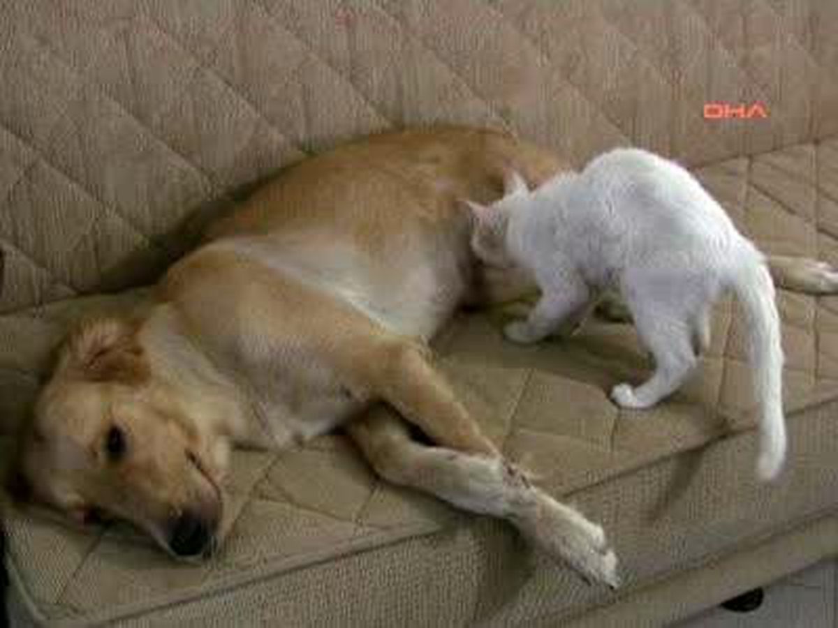 Yavru Kedinin Süt Annesi Köpek