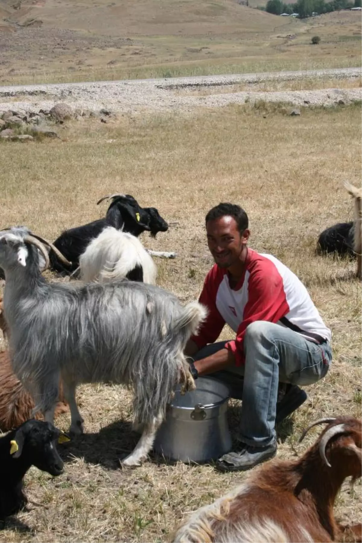 Annesi Hastalandı, Koyunları Ayhan Sağıyor