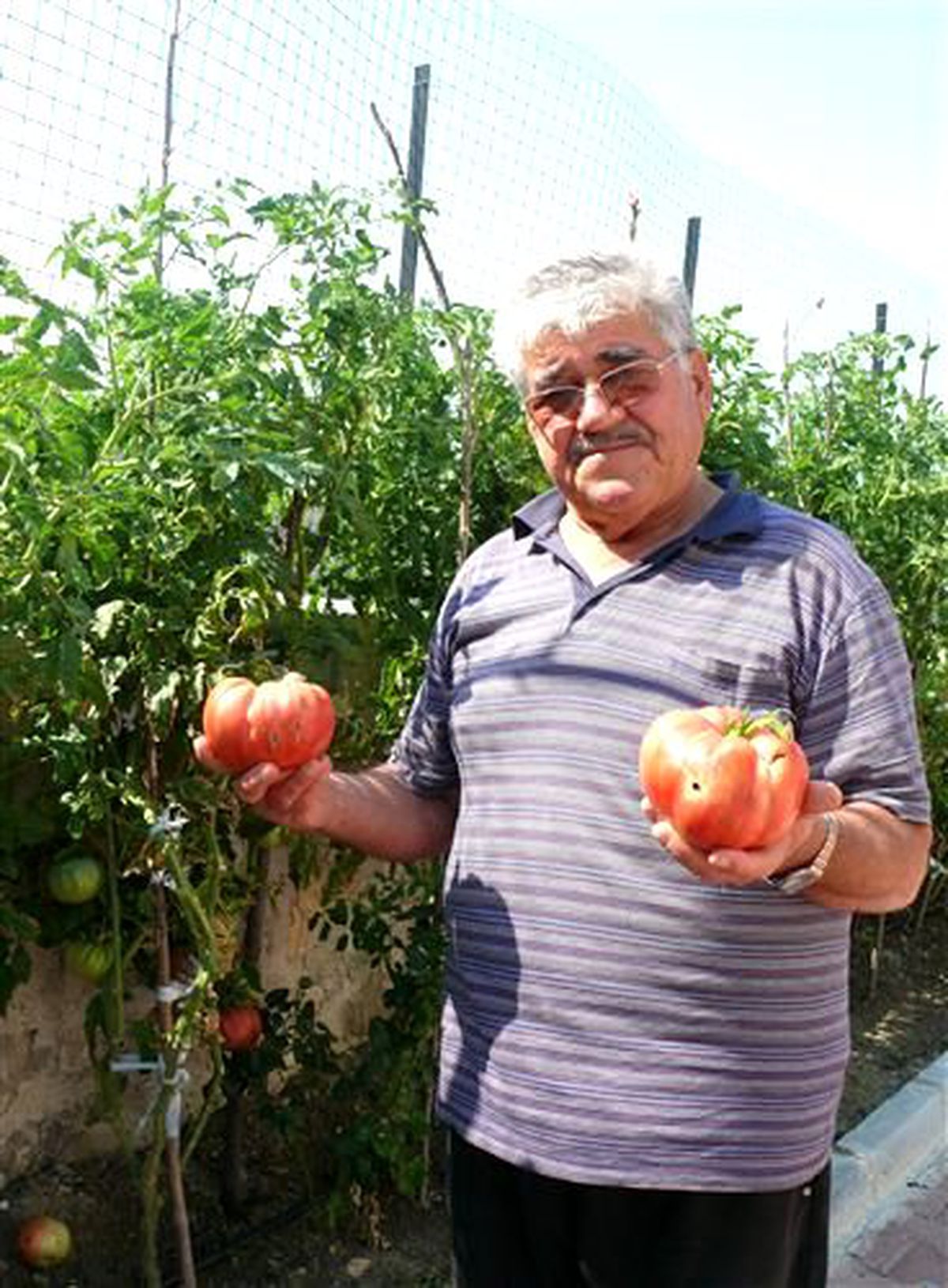 Bin 100 Gramlık Domatesler Görenleri Şaşırttı