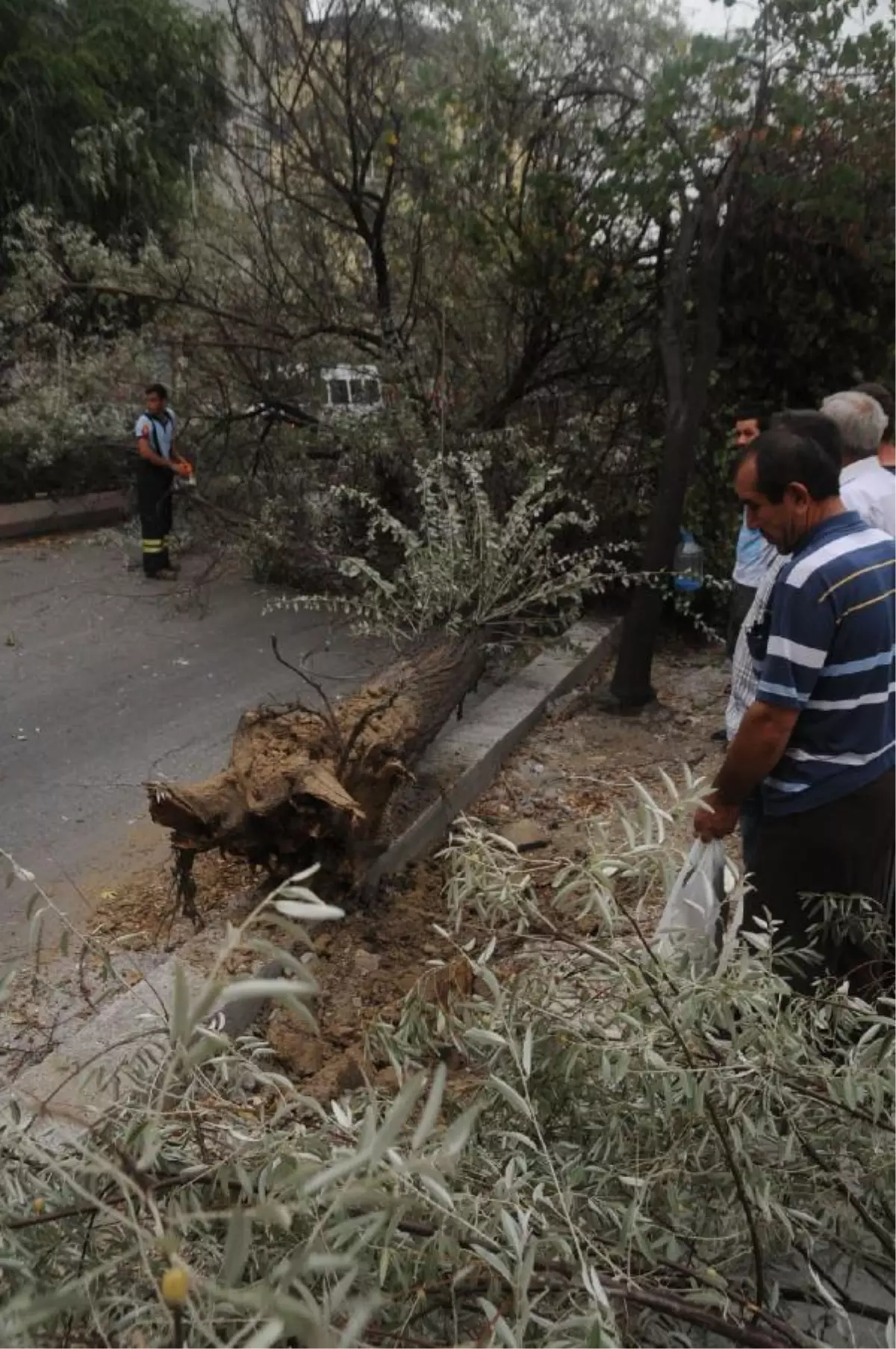Edirne'de Şiddetli Rüzgar Ağaç Devirdi