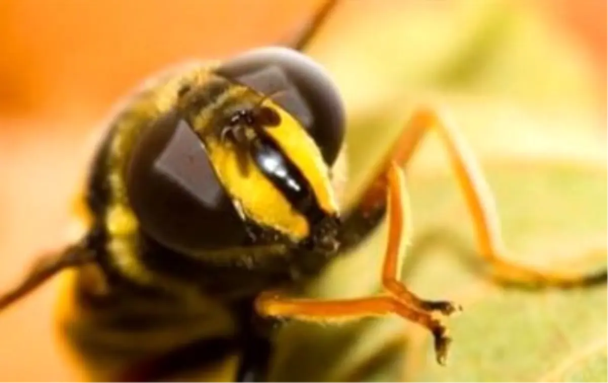 Eşek Arısının Soktuğu Kişi Yaşamını Yitirdi