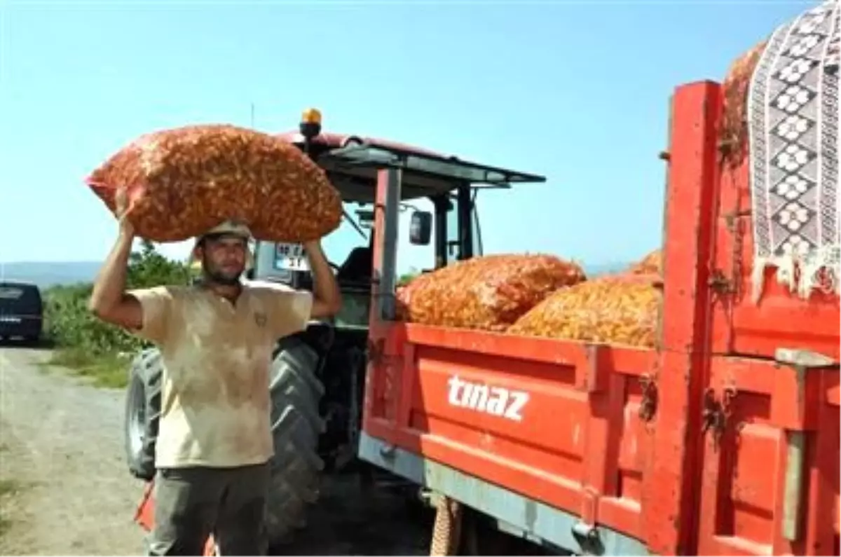 Gönenli Çiftçilerin Yeni Gözdesi Pepperoncini Oldu