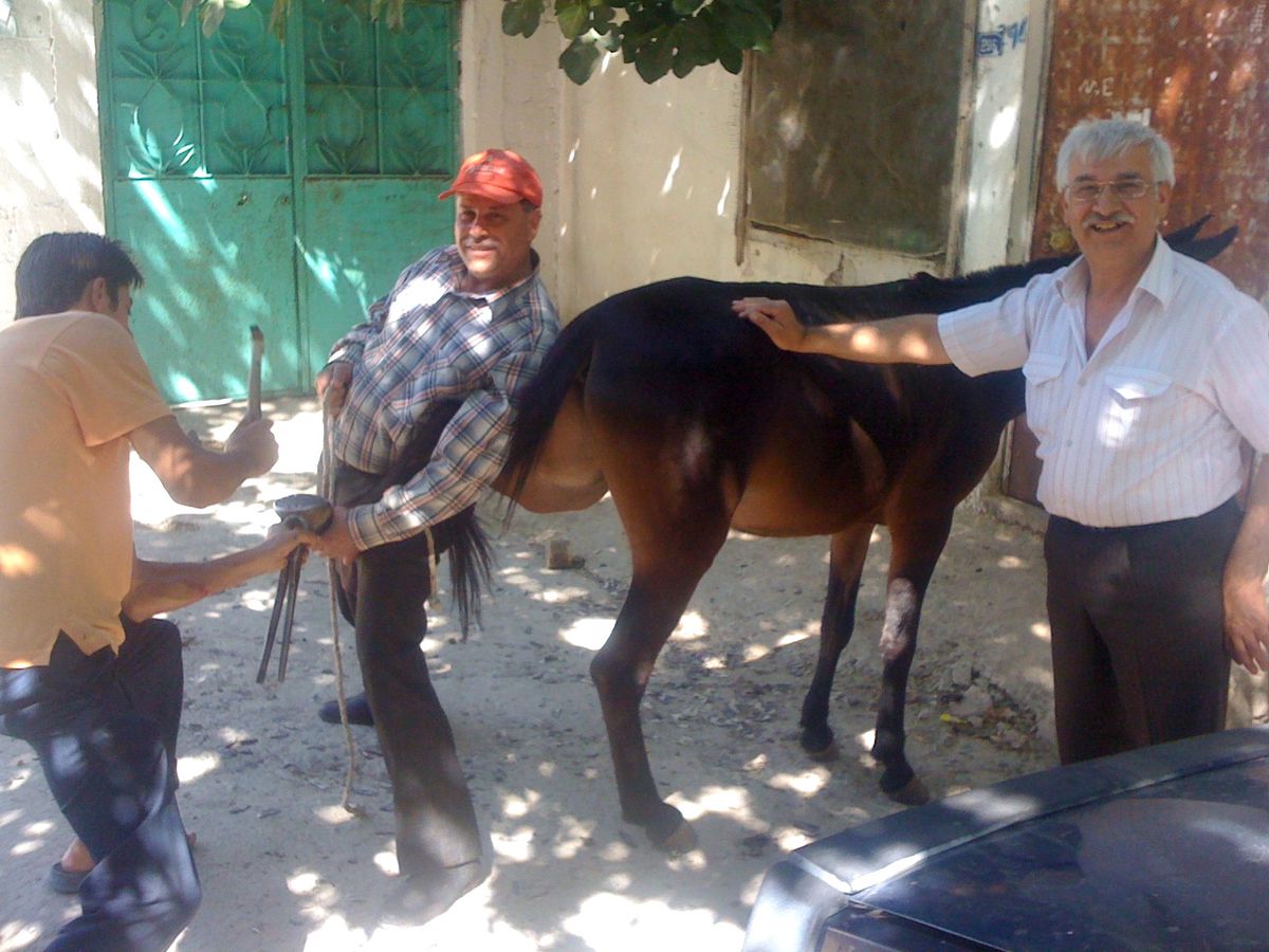 Hasat Sezonu Başladı Nalbantların İşleri Açıldı