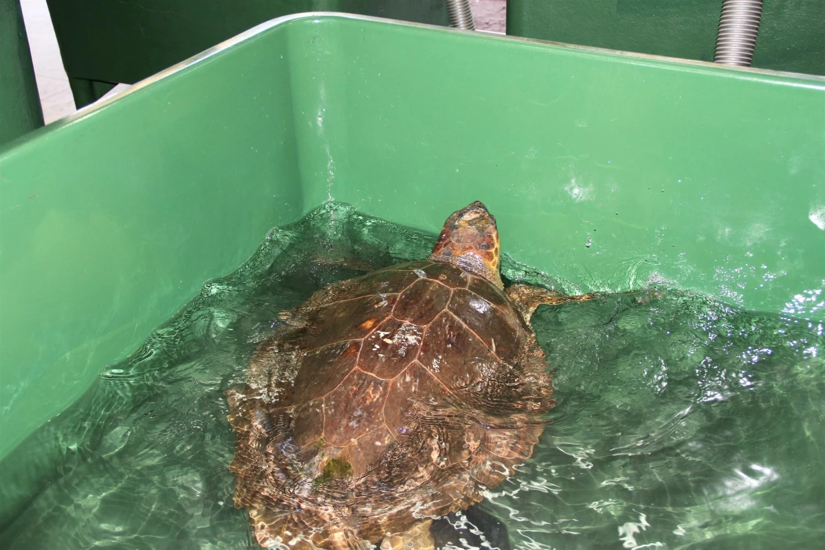 Mersin\'de Tedavi Edilen Kaplumbağalar Denizle Buluştu