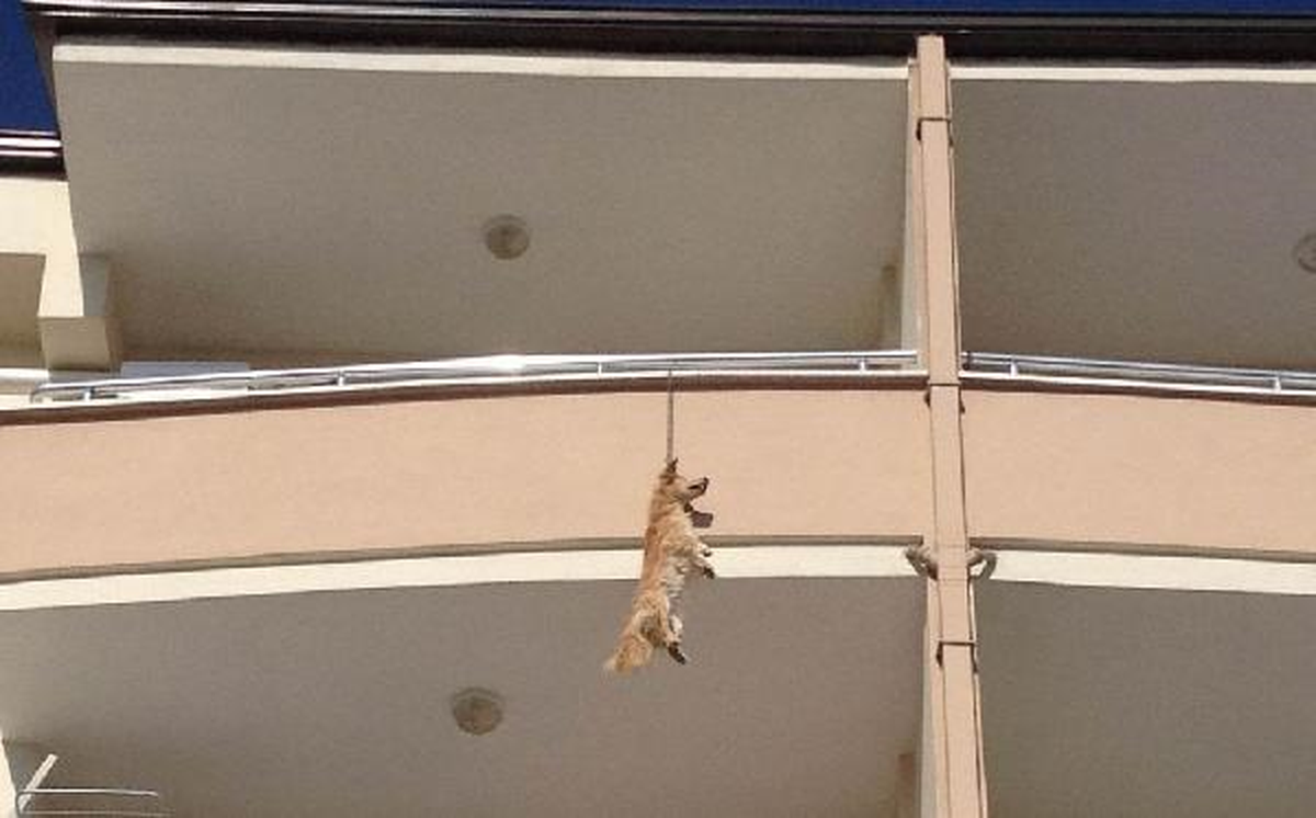Polis Balkonda Asılı Köpeğin Sahiplerini Arıyor