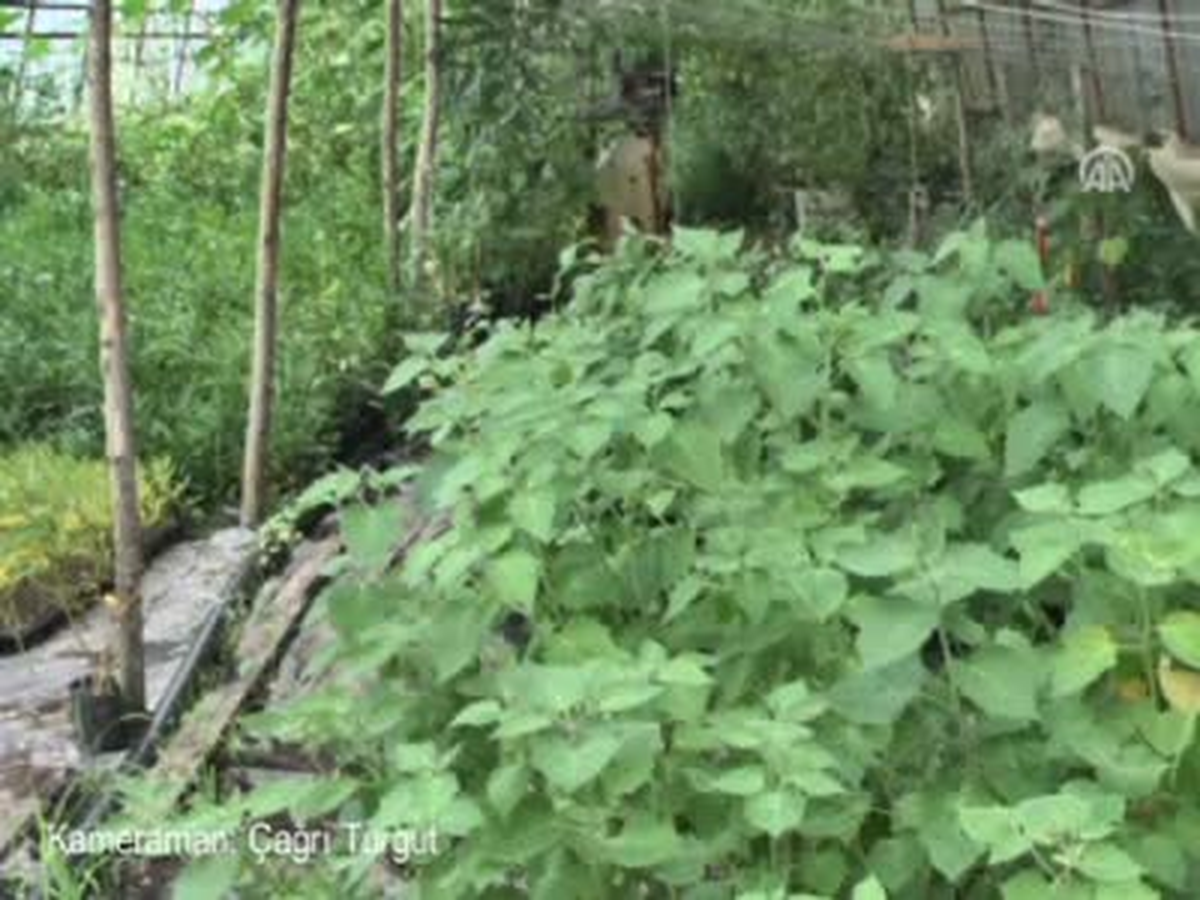 Serada Tropikal Ürün Yetiştiriyor