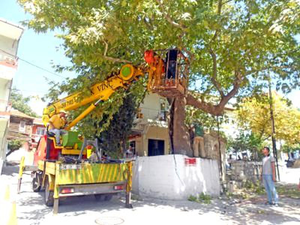 Tarihi Çınar Ağacı Bakımdan Geçirildi