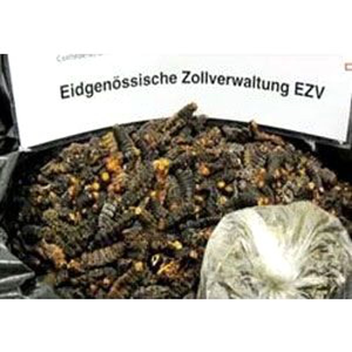 Valizinden 15 Kilo Tırtıl Çıktı
