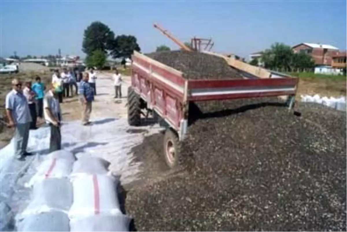 8 Bin Ton Bekliyorduk, Maalesef 4 Bin Ton ile Yetineceğiz